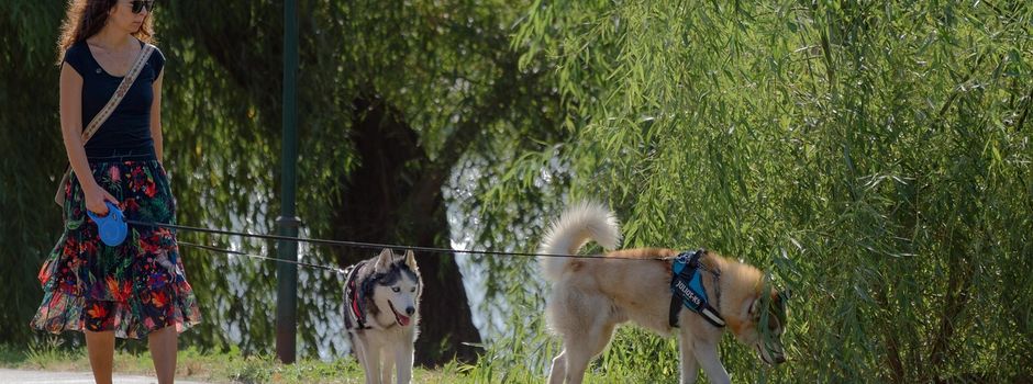 Hunde und Natur in Waldems: Rücksicht nehmen zum Schutz der Wildtiere