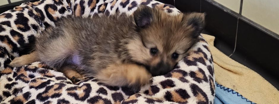 Welpe bei großer Hitze an Autobahnraststätte in Wiesbaden ausgesetzt