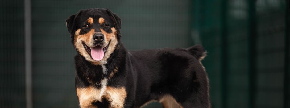 Warum das Mainzer Tierheim nicht an Dritte vermittelt