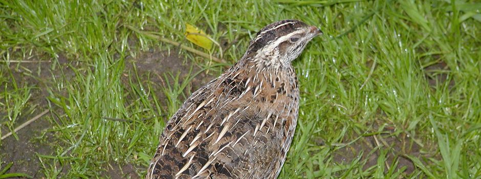 Unbekannter wirft Wachteln vom Balkon
