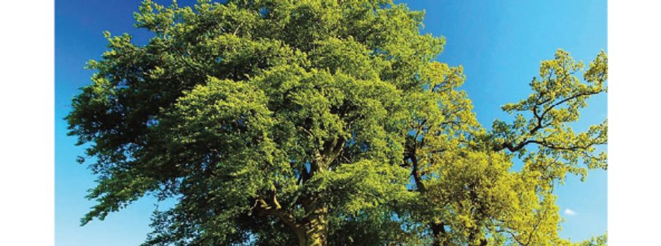 Schietsammeln in Hohn - wir freuen uns auf Euch!