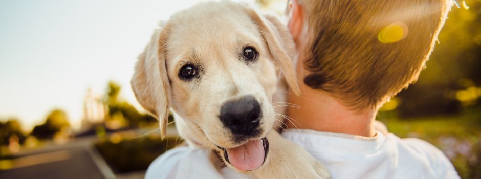Hundesteuer in Augsburg: Wie schneidet die Stadt im bundesweiten Vergleich ab?