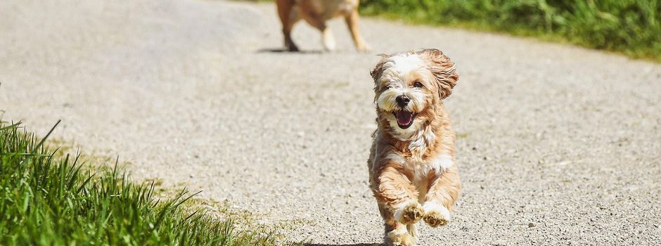 Fälligkeit der Hundesteuer am 01. April 2026