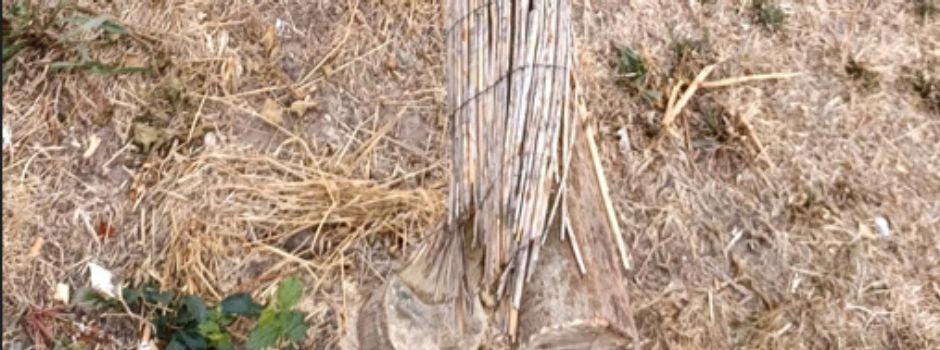 Unbekannte fällen gesunden Baum in Worms: Stadt ist fassungslos
