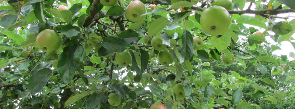Obstsorten bestimmen und Bäume bestellen: Aktion der Arbeitsgruppe für Klima- und Umweltschutz und der Gemeinde