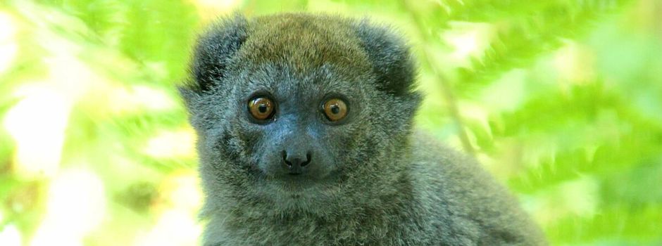 Zoo Neuwied hält als einziger in Deutschland seltene Primaten