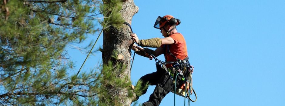 Umfangreiche Baumschnittarbeiten in der 9. Kalenderwoche