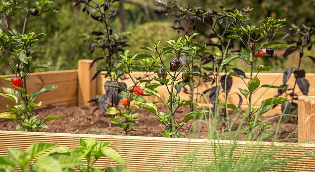 Urban Gardening Projekte in Augsburg