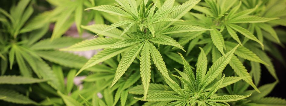 Union an Steinmeier: Cannabis-Gesetz nicht unterzeichnen