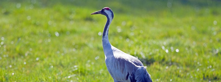 Bestätigt: Erster Vogelgrippe-Fall auch in Koblenz