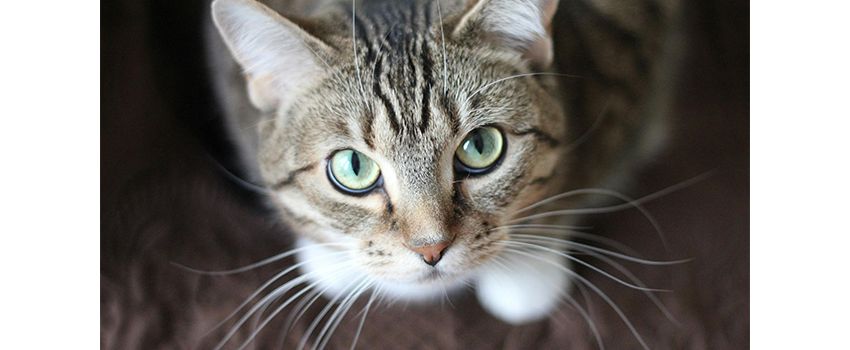 Herz für Streuner gesucht: Helfer für Katzen-Futterstelle in Dienheim benötigt