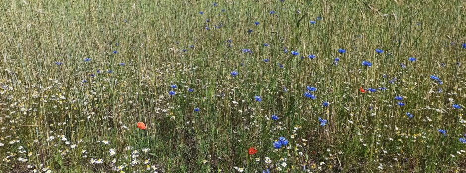 Leuchtende Farben rund um Landschaftspflegehof Tütsberg