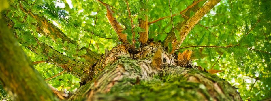 Grundschüler pflanzen Kastanien- und Eichenbäume