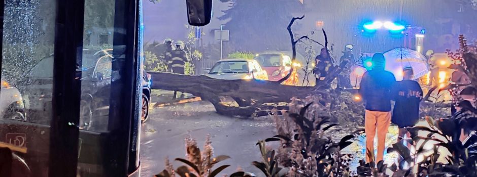 Baum bei Unwetter auf Straße in Mainz-Mombach gestürzt