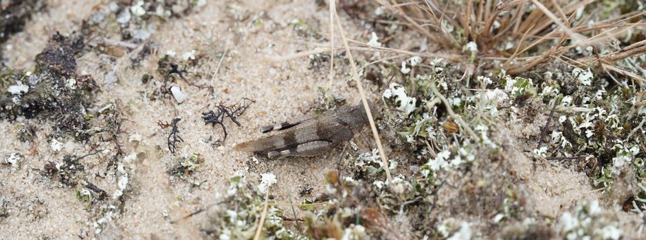 Besenhorster Sandberge: Arbeiten dienen dem Erhalt seltener Arten