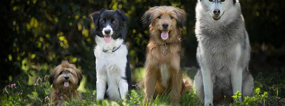 Pflicht zur Anmeldung aller gehaltenen Hunde und Entrichtung der Hundesteuer