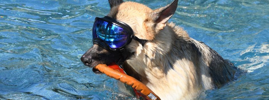 Hunde-Schwimmen im Mainzer Taubertsbergbad