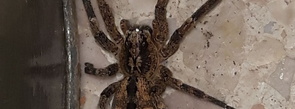 Nosferatu-Spinne in Mainz: Oft leben sie in den Wohnungen