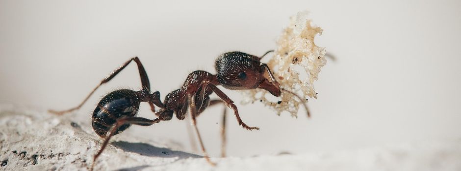 Start des Bestimmungsservice Große Drüsenameise (Tapinoma magnum)