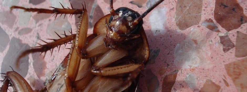 Mäusekot und Kakerlaken im Mainzer Bürgeramt entdeckt