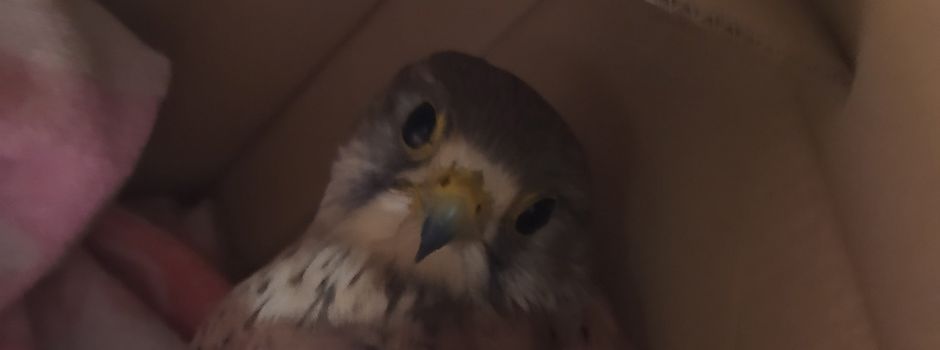 Mutwillige Tierquälerei – Hinweise dringend gesucht