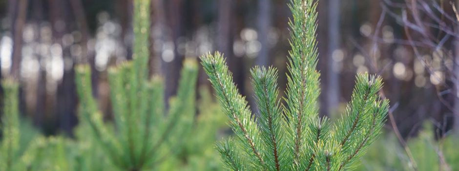 40 Weihnachtsbäume in Wiesbaden gestohlen