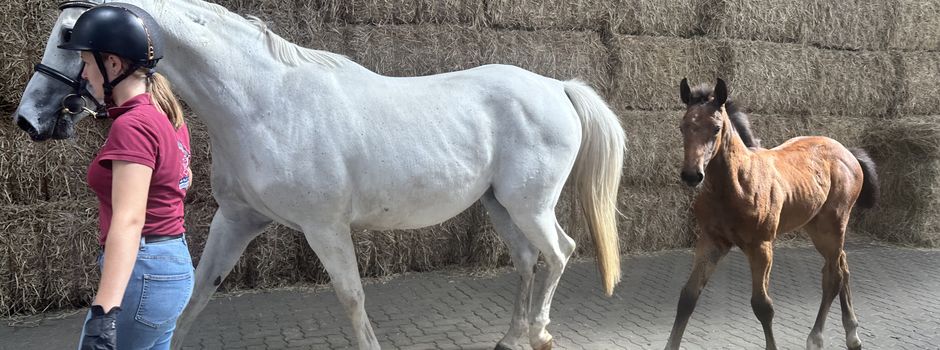 Gelungene Fohlenkürung auf dem Hof der Familie Brühe 