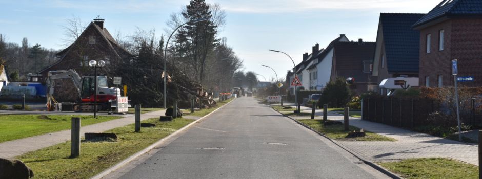 Kastanien sind gefällt