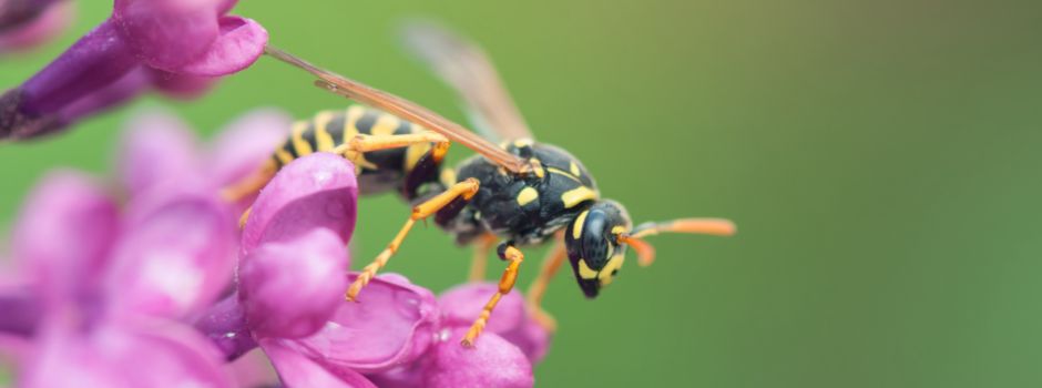 Beraternetzwerk „Hautflügler“ im Heidekreis sucht Verstärkung