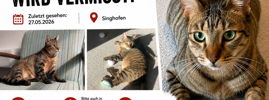 Kater Max wird vermisst - Finderprämie