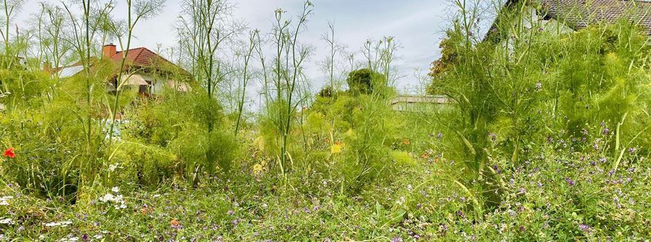 Blühwiese bringt Freude