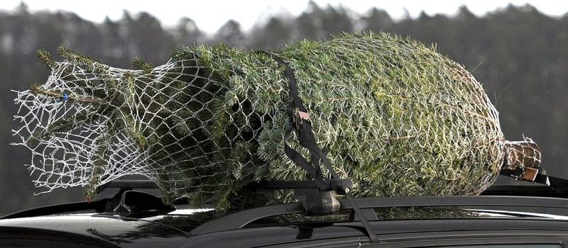 Weihnachtsbaum auf B49 bei Koblenz verloren: Auto kracht in Tanne
