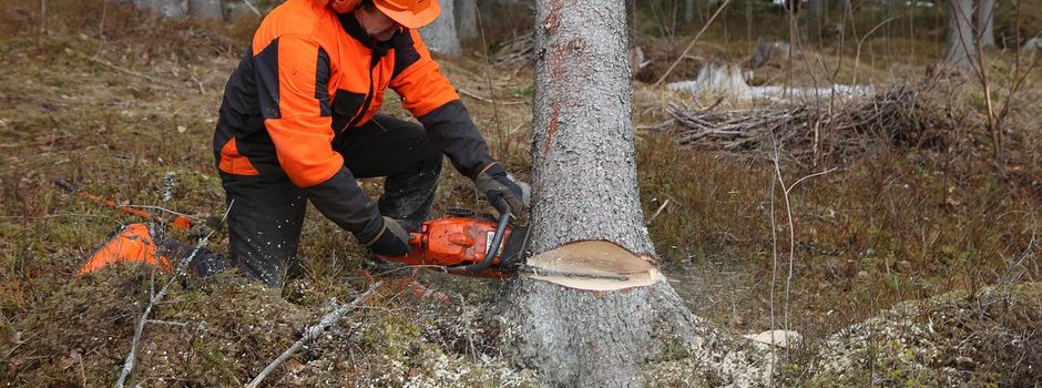 Wiesbadener Dambachtalweiher: Bäume werden entfernt