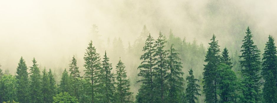 Einsammeln und Abfahren der Weihnachtsbäume