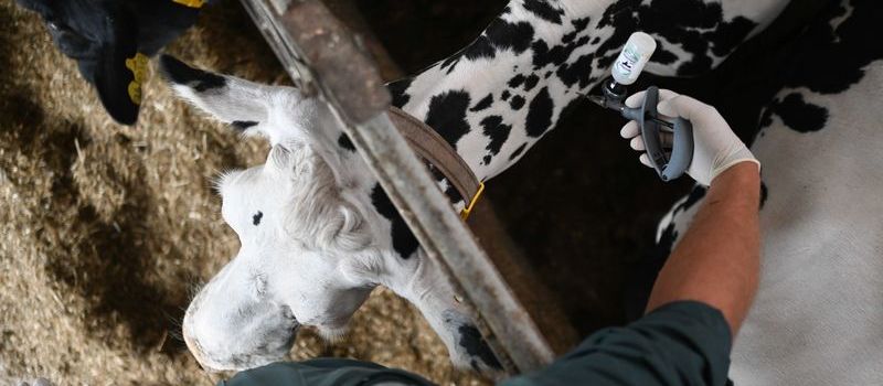 Landesuntersuchungsamt Koblenz bestätigt: Blauzungenkrankheit in Rheinland-Pfalz nachgewiesen