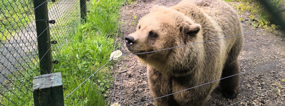 Nach Tod zweier Bären: Neuer Braunbär in Wiesbadener Fasanerie