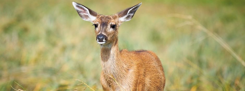 Die Brut- und Setzzeit der Wildtiere hat begonnen