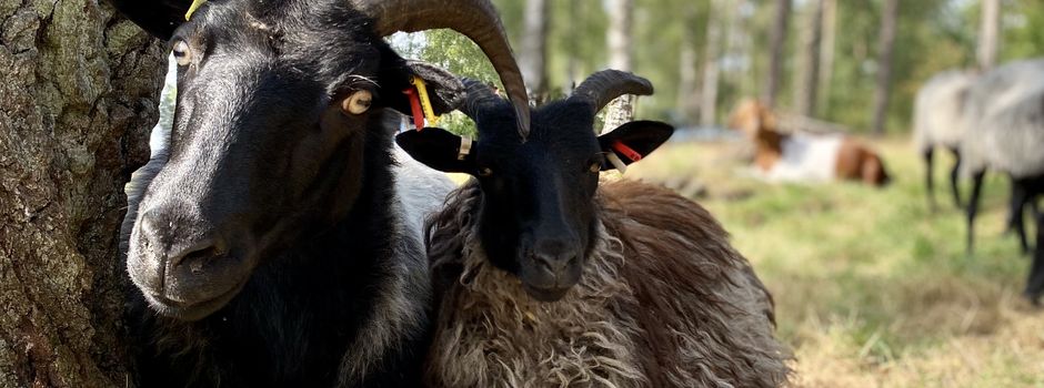 Kutschfahrt zu Schäfer und  Schnucken