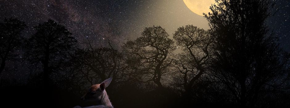 Schüsse im Koblenzer Stadtwald: Förster wollen Schranken gegen Wilderer