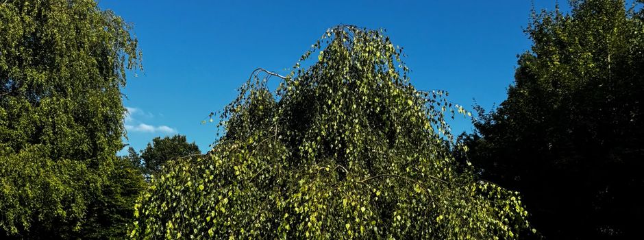 Der Friedhof Siek wird neu gestaltet 