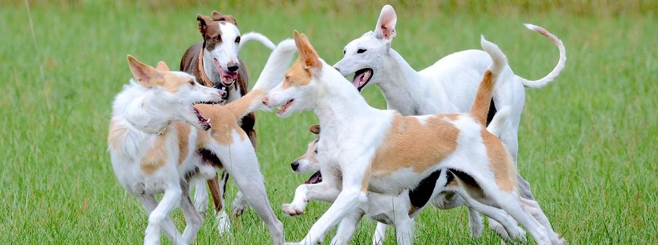 Jetzt doch: Mainz soll eine Hundewiese bekommen