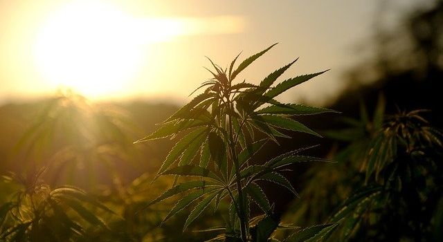 Cannabis-Legalisierung: So steht Augsburg dazu
