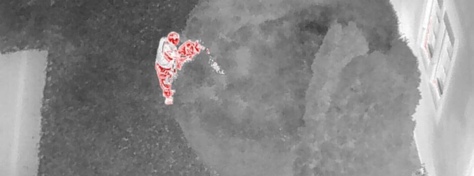 Wildschwein-Jagd in Mainzer Innenstadt: Weitere Details bekannt