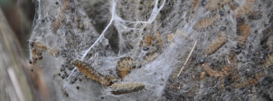 Eichenprozessionsspinner: So geht Ingelheim mit der Problem-Raupe um