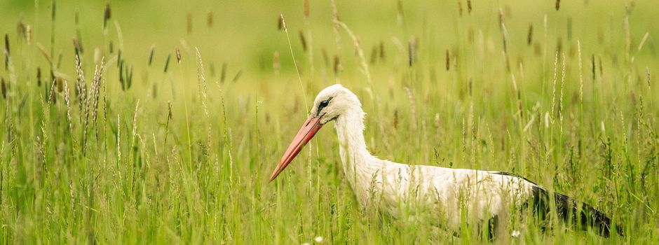 Von A = Amsel bis Z = Zaunkönig