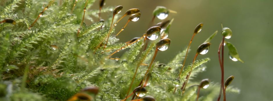 Westenergie Klimaschutzpreis 2025 – ab 15.05 bis 14.09.25 bewerben