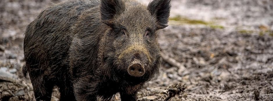 Jagdmaßnahme – Bitte Hinweise und Einschränkungen beachten!