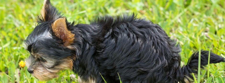 Hundekot bitte entsorgen