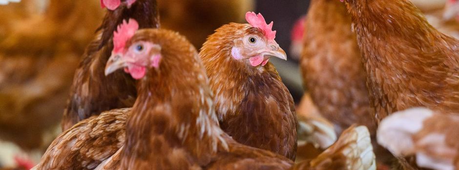 Vogelgrippe auf dem Vormarsch - Kraniche stark betroffen