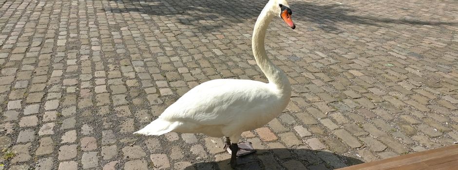 Geflügelpest: So ist die Lage in Mainz und Mainz-Bingen